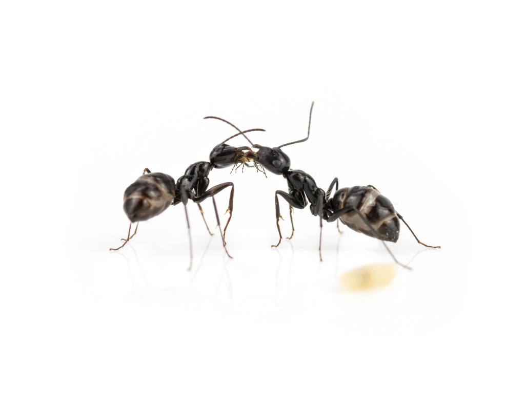 Camponotus micans